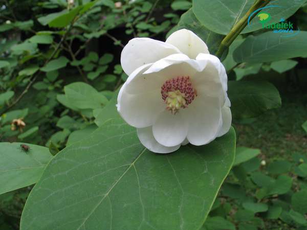 Magnolia sieboldi